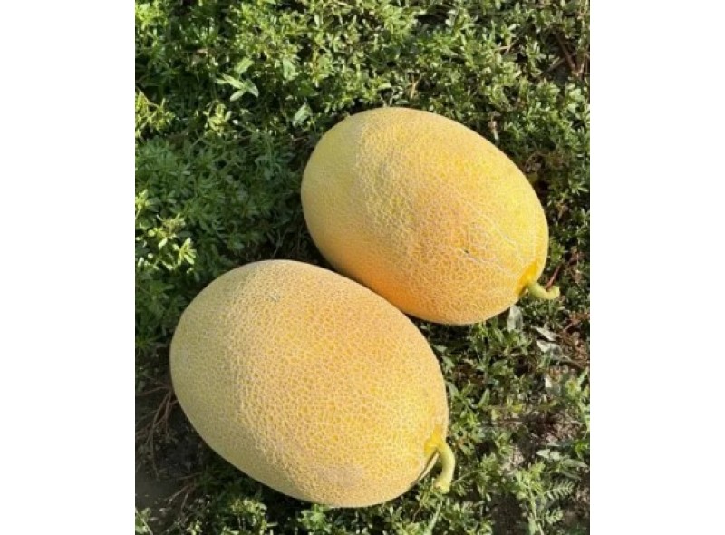Селена F1 - насіння дині, 1000нас., Libra Seeds Селена F1 - насіння дині, 1000нас., Libra Seeds